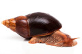 Lissachatina immaculata ssp. Mozambique adult